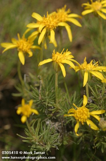 Stenotus stenophyllus (Haplopappus stenophyllus)