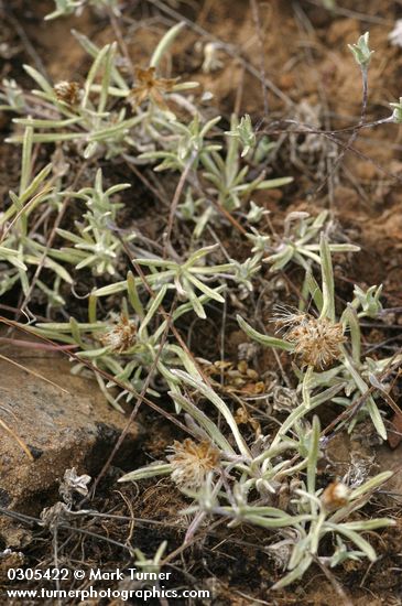 Antennaria flagellaris