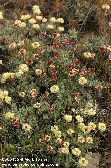 Eriogonum douglasii