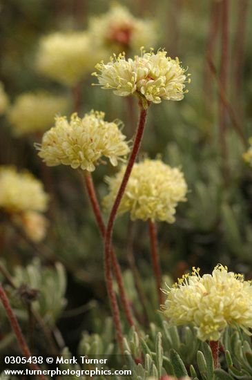 Eriogonum douglasii