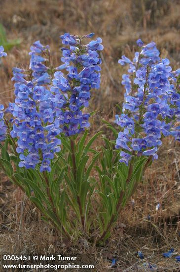 Penstemon speciosus