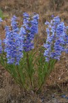 Showy Penstemon