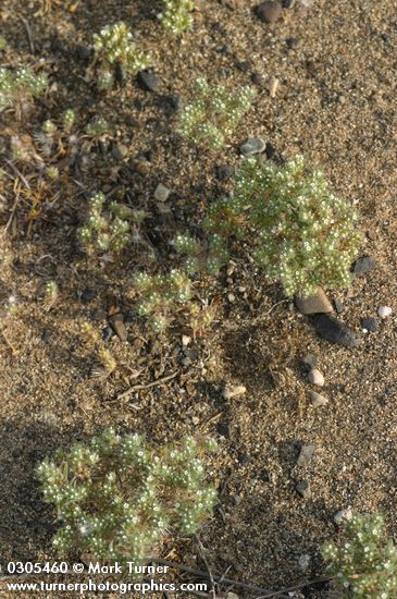 Cryptantha circumscissa