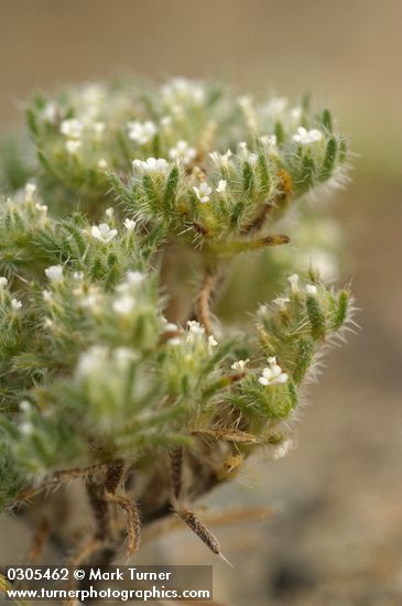 Cryptantha circumscissa