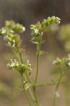Wing-nut Cryptantha blossoms detail