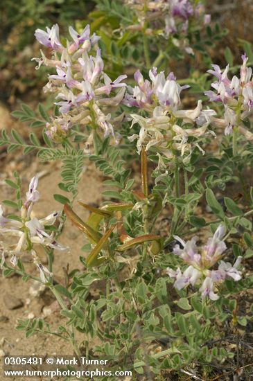 Astragalus succumbens