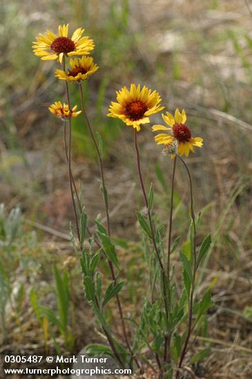 Gaillardia aristata