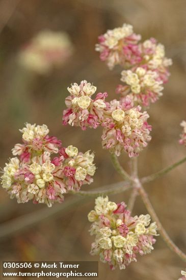 Eriogonum strictum ssp. proliferum var. proliferum
