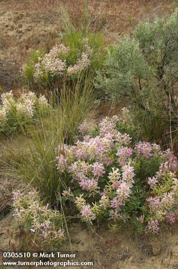 Astragalus succumbens; Agropyron spicatum; Artemisia tridentata