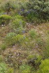 Lupines & Delphiniums among Greasewood, Big Sagebrush, Thread-leaf Phacelia, Bluebunch Wheatgrass