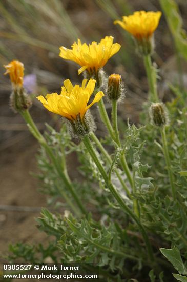 Crepis modocensis