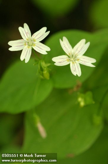 Claytonia sibirica (Montia sibirica)