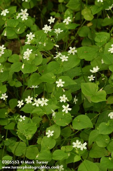Claytonia sibirica (Montia sibirica)