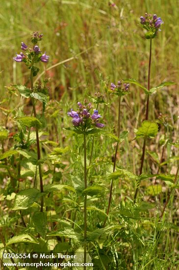 Penstemon ovatus