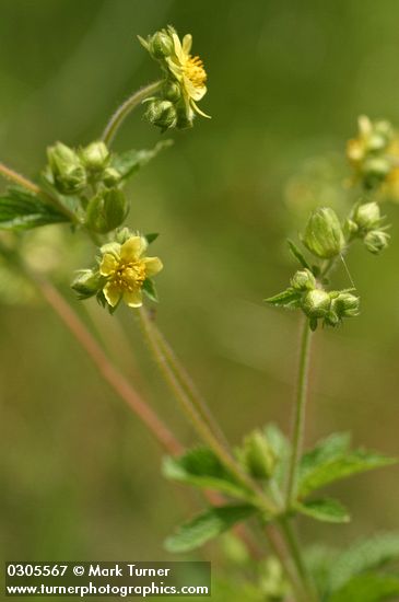 Potentilla glandulosa