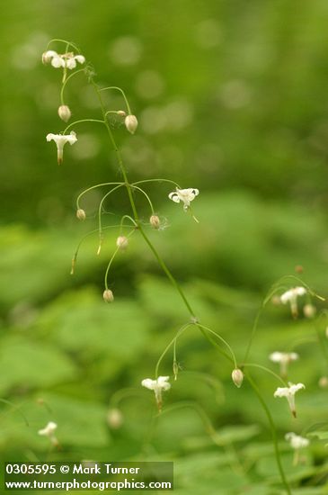 Vancouveria hexandra