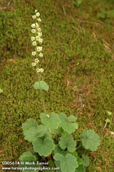 Tellima grandiflora
