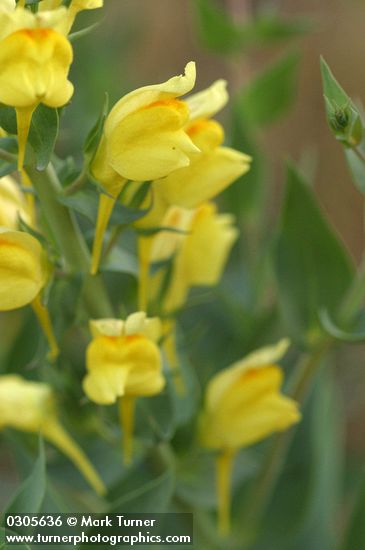 Linaria dalmatica