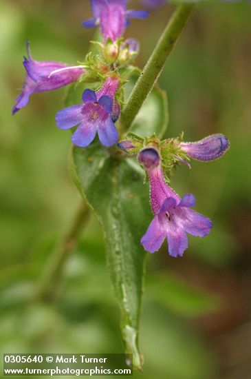 Penstemon subserratus