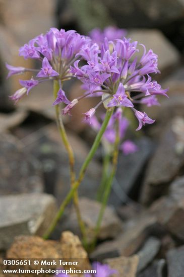 Allium acuminatum