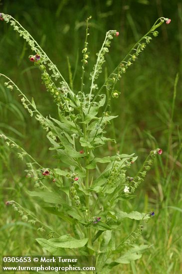 Cynoglossum officinale