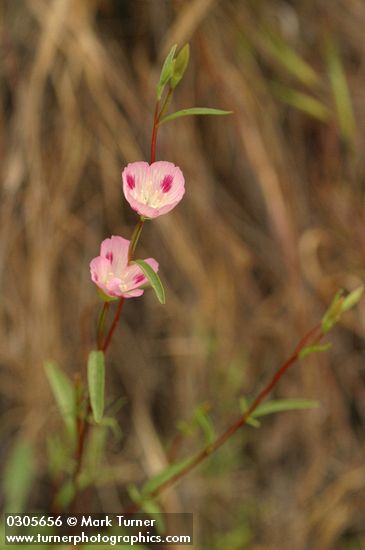 Clarkia amoena