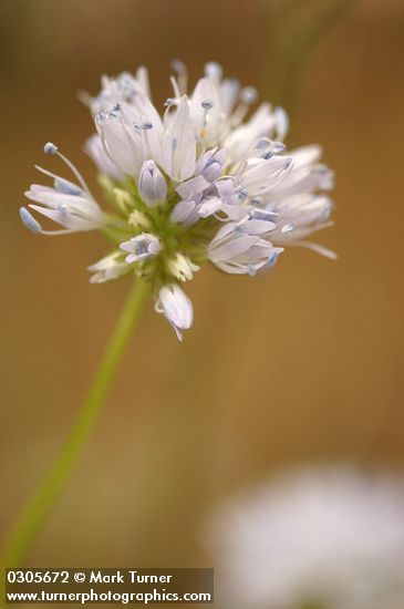 Gilia capitata