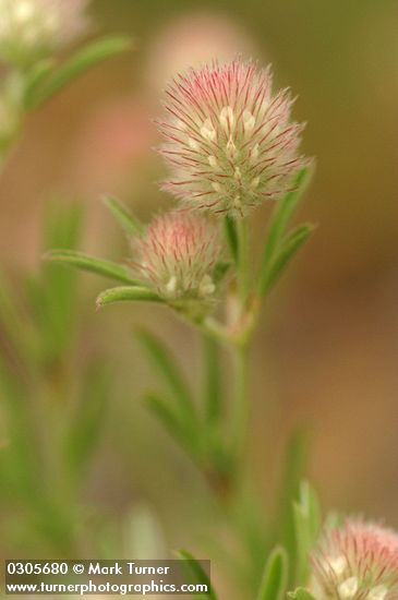Trifolium arvense