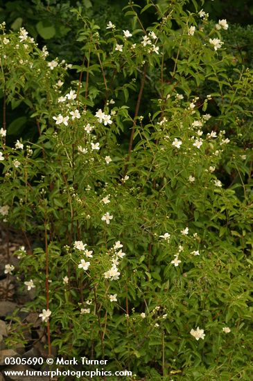 Philadelphus lewisii