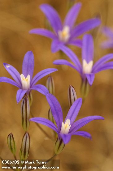 Brodiaea coronaria