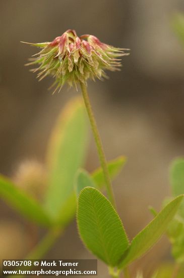 Trifolium ciliolatum
