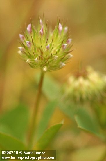 Trifolium ciliolatum