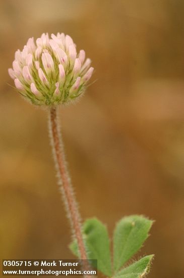 Trifolium microcephalum