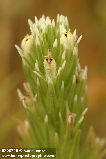 Castilleja attenuata (Orthocapus attenuatus)