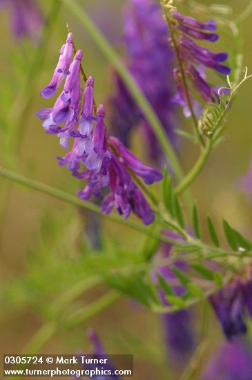 Vicia villosa