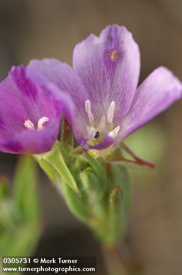 Clarkia purpurea ssp. quadrivulnera