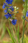 Meadow Larkspur blossoms