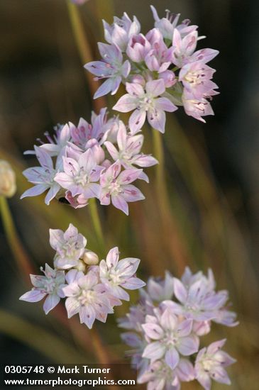 Allium amplectens