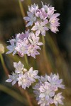 Narrow-leaf Onion blossoms detail
