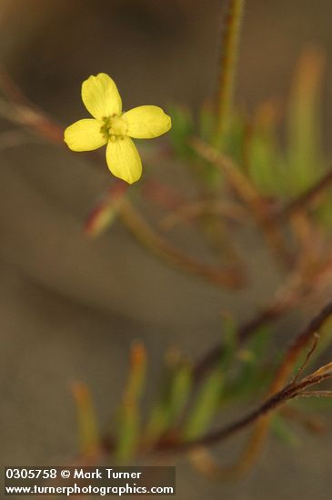 Camissonia contorta (Oenothera contorta)