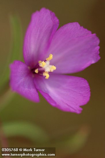 Clarkia gracilis