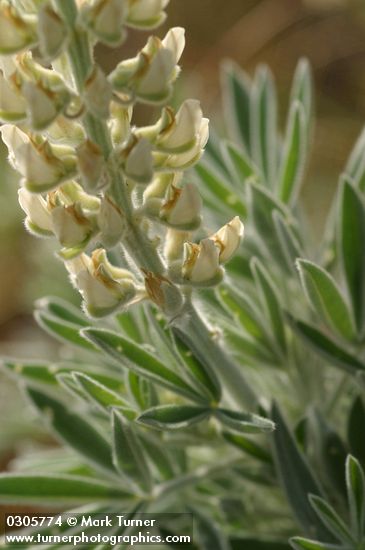 Lupinus leucophyllus