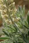 Velvet Lupine blossoms & foliage detail