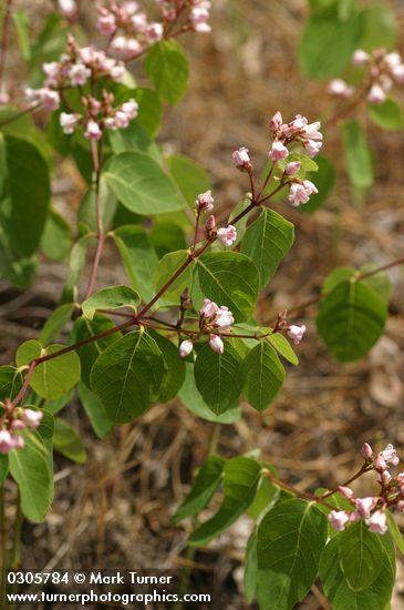 Apocynum androsaemifolium