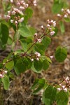 Spreading Dogbane