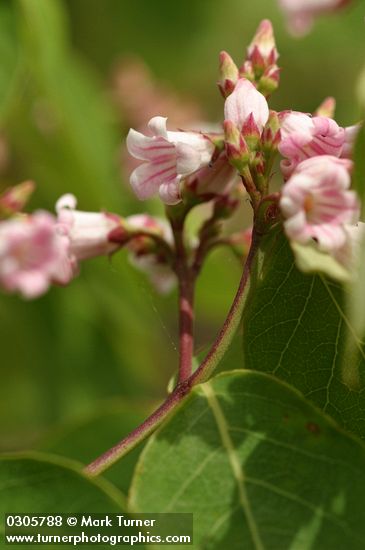 Apocynum androsaemifolium