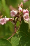 Spreading Dogbane blossoms & foliage detail