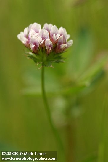 Trifolium variegatum