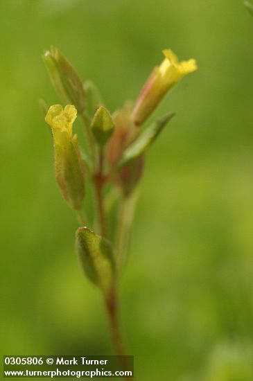 Mimulus breviflorus