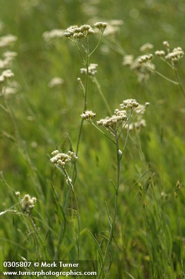 Antennaria luzuloides